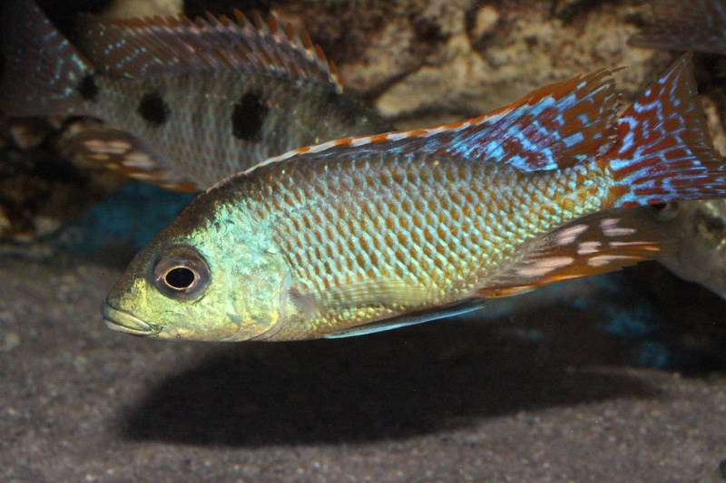 Otopharynx tetrastigma